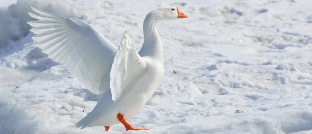 Bedenimizi ve zihnimizi kışa hazırlayalım!