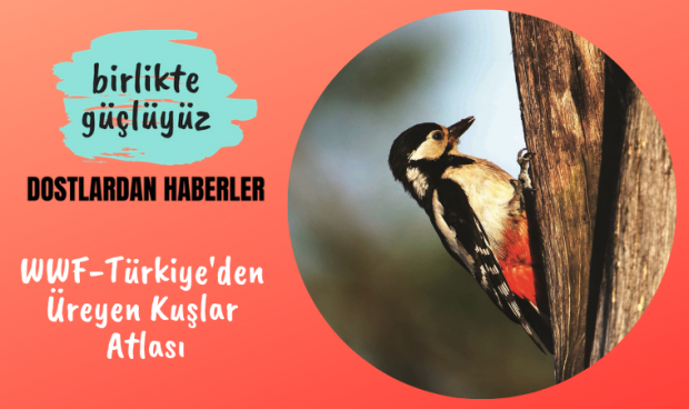 WWF-Türkiye’den Üreyen Kuşlar Atlası