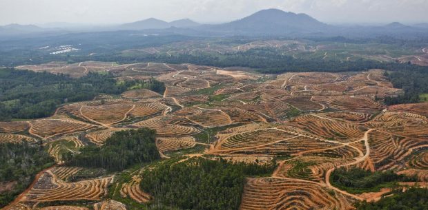 Gıda endüstrisi habitat kaybına sebep oluyor