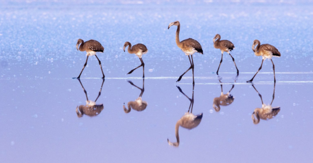 ﻿Yanlış politikalar ve denetimsizlik flamingo yavrularını öldürdü