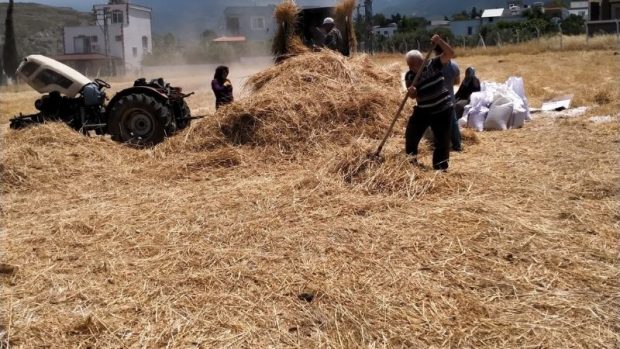 Hatay’ın karakılçık bulgurları hazır…