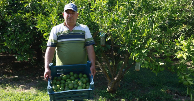 Hatay’da 45 ton mandalina alıcı bekliyor