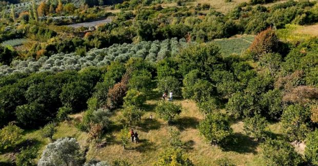 Hatay Projemizde Dayanışma Devam Ediyor: 13 Ton Mandalina Satıldı